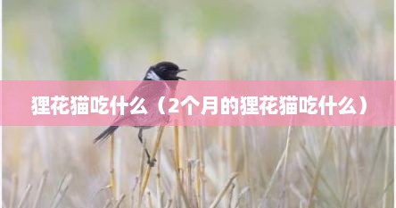 狸花猫吃什么（2个月的狸花猫吃什么）