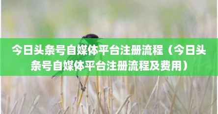 今日头条号自媒体平台注册流程（今日头条号自媒体平台注册流程及费用）