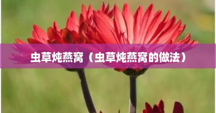虫草炖燕窝（虫草炖燕窝的做法）