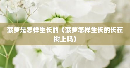 菠萝是怎样生长的（菠萝怎样生长的长在树上吗）