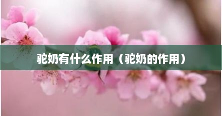 驼奶有什么作用（驼奶的作用）