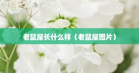 老鼠屎长什么样（老鼠屎图片）