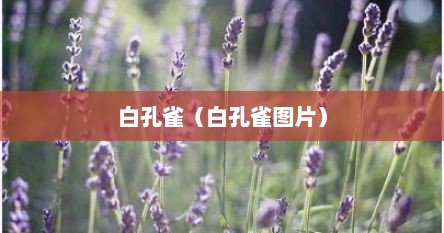 白孔雀（白孔雀图片）