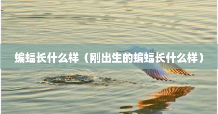 蝙蝠长什么样（刚出生的蝙蝠长什么样）