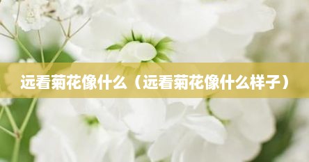 远看菊花像什么（远看菊花像什么样子）