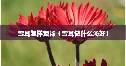 雪耳怎样煲汤（雪耳做什么汤好）