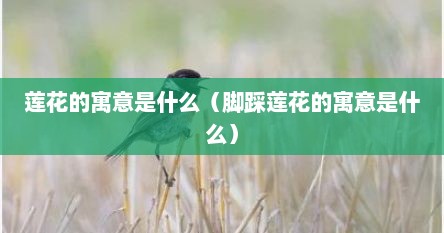莲花的寓意是什么（脚踩莲花的寓意是什么）