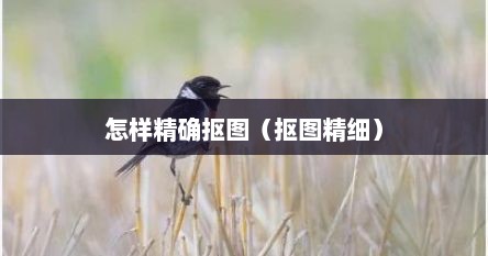 怎样精确抠图（抠图精细）