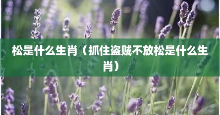 松是什么生肖（抓住盗贼不放松是什么生肖）