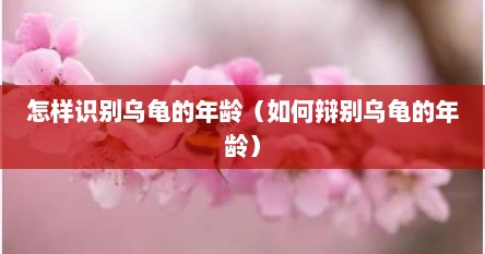 怎样识别乌龟的年龄（如何辩别乌龟的年龄）