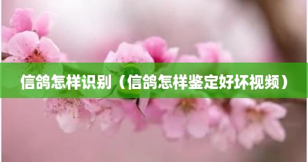 信鸽怎样识别（信鸽怎样鉴定好坏视频）