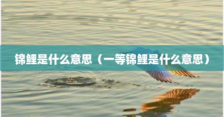 锦鲤是什么意思（一等锦鲤是什么意思）