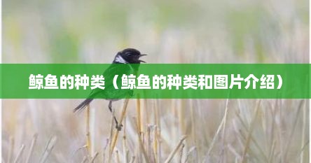 鲸鱼的种类（鲸鱼的种类和图片介绍）