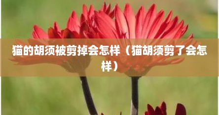 猫的胡须被剪掉会怎样（猫胡须剪了会怎样）