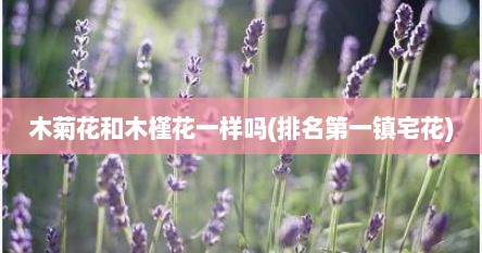 木菊花和木槿花一样吗(排名第一镇宅花)