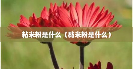 粘米粉是什么（黏米粉是什么）