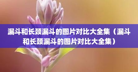 漏斗和长颈漏斗的图片对比大全集（漏斗和长颈漏斗的图片对比大全集）