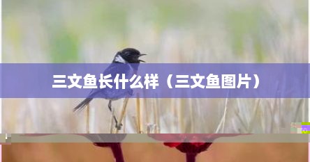 三文鱼长什么样（三文鱼图片）