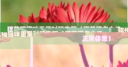 狸花猫猫咪重量对照表图（狸花猫多少斤正常体重）