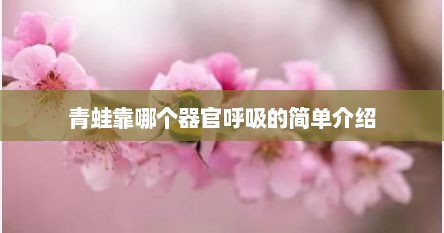 青蛙靠哪个器官呼吸的简单介绍