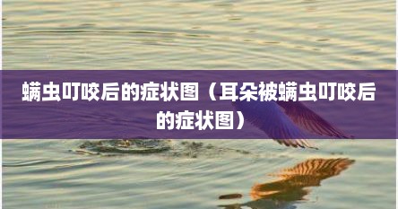 螨虫叮咬后的症状图（耳朵被螨虫叮咬后的症状图）
