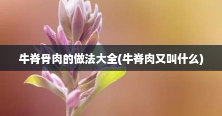 牛脊骨肉的做法大全(牛脊肉又叫什么)