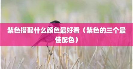 紫色搭配什么颜色最好看（紫色的三个最佳配色）