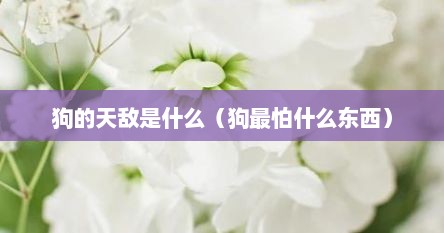 狗的天敌是什么（狗最怕什么东西）