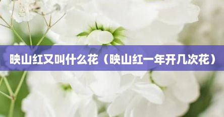 映山红又叫什么花（映山红一年开几次花）