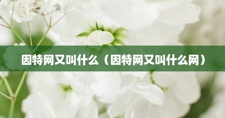因特网又叫什么（因特网又叫什么网）