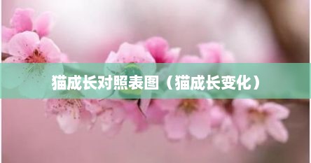 猫成长对照表图（猫成长变化）