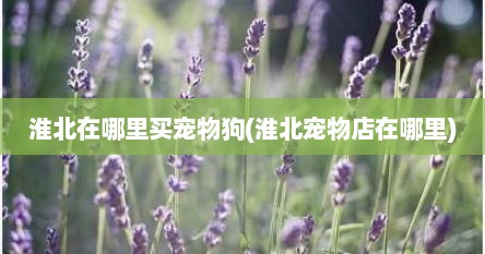 淮北在哪里买宠物狗(淮北宠物店在哪里)
