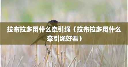 拉布拉多用什么牵引绳（拉布拉多用什么牵引绳好看）