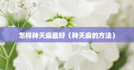 怎样种天麻最好（种天麻的方法）