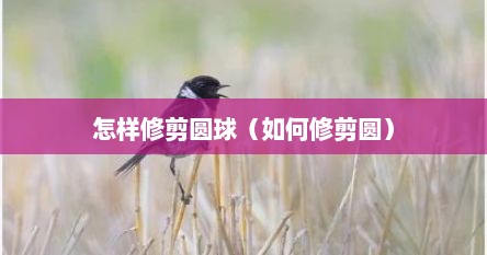 怎样修剪圆球（如何修剪圆）