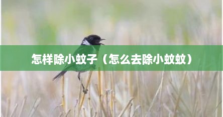 怎样除小蚊子（怎么去除小蚊蚊）