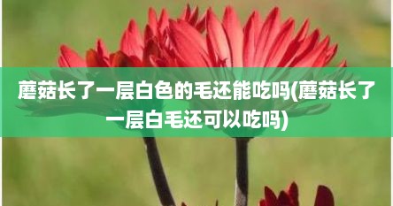 蘑菇长了一层白色的毛还能吃吗(蘑菇长了一层白毛还可以吃吗)