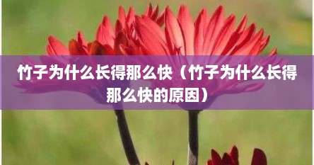 竹子为什么长得那么快（竹子为什么长得那么快的原因）