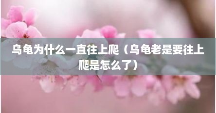 乌龟为什么一直往上爬（乌龟老是要往上爬是怎么了）