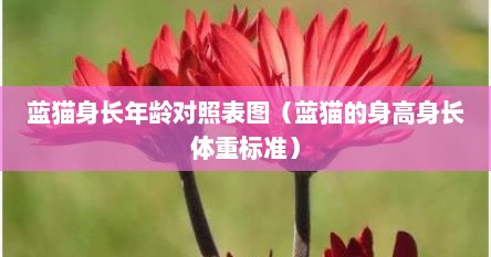 蓝猫身长年龄对照表图（蓝猫的身高身长体重标准）