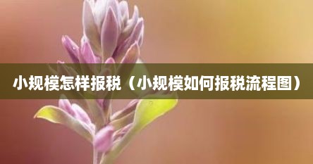 小规模怎样报税（小规模如何报税流程图）