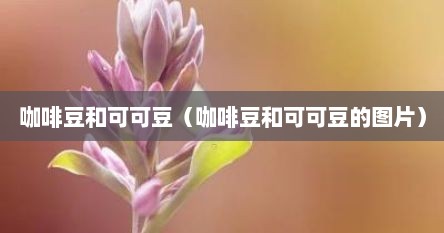 咖啡豆和可可豆的样子视频（咖啡豆和可可豆的图片对比）