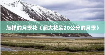 怎样的月季花（超大花朵20公分的月季）