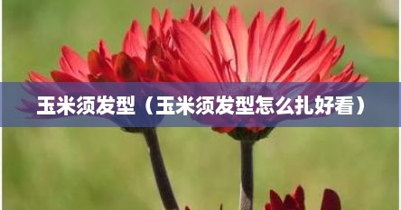 玉米须发型（玉米须发型怎么扎好看）