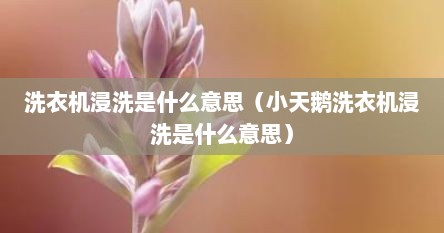 洗衣机浸洗是什么意思（小天鹅洗衣机浸洗是什么意思）