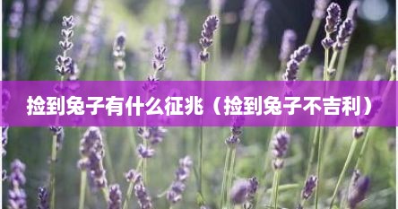 捡到兔子有什么征兆（捡到兔子不吉利）