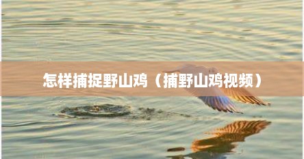 怎样捕捉野山鸡（捕野山鸡视频）