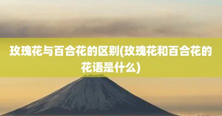 玫瑰花与百合花的区别(玫瑰花和百合花的花语是什么)