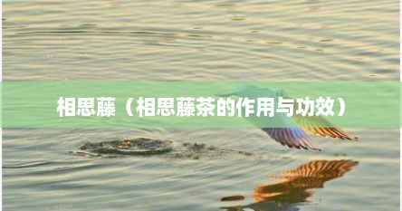 相思藤（相思藤茶的作用与功效）