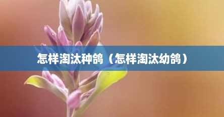 怎样淘汰种鸽（怎样淘汰幼鸽）
